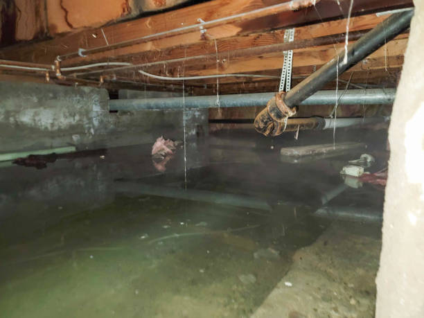 Best Local water damage restoration  in La Vale, MD